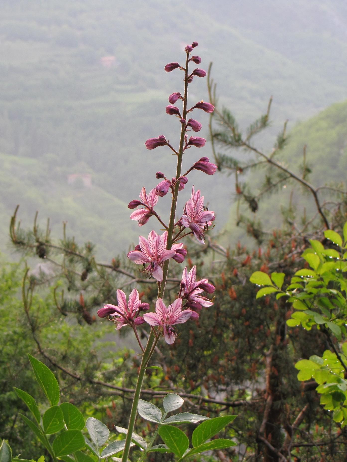 Le rupi fiorite del Garda